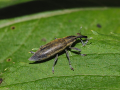 Lixus iridis