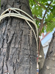 Hemidactylus platyurus