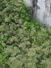 Mikania micrantha