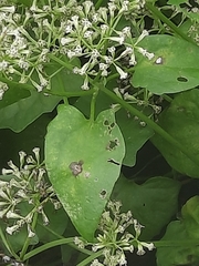 Mikania micrantha