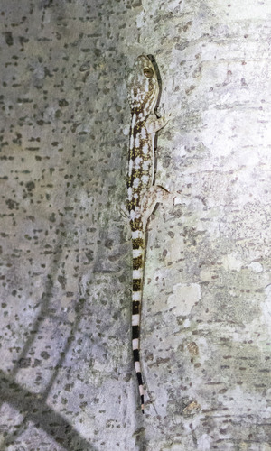 Antongil Velvet Gecko, Blaesodactylus antongilensis