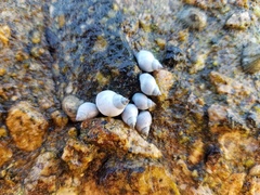 Littorininae