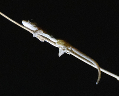 Sauria