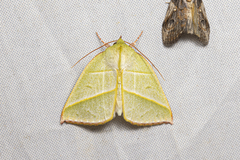 Hylophilodes tsukusensis