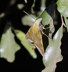 Sphingidae