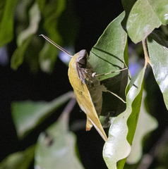 Sphingidae