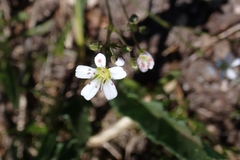 Eremogone capillaris