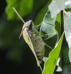 Sphingidae