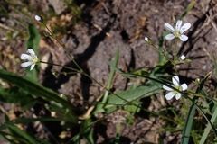 Eremogone capillaris