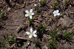 Eremogone capillaris