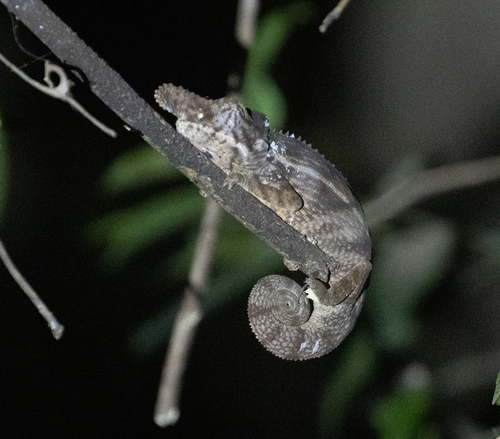 Rhinoceros chameleon, Furcifer rhinoceratus