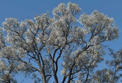 Acacia harpophylla