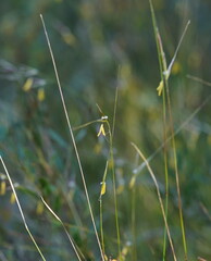 Austrostipa muelleri
