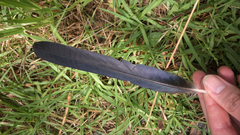 Corvus mellori