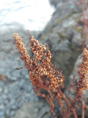 Rumex salicifolius