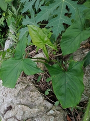 Syngonium podophyllum