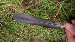 Corvus mellori
