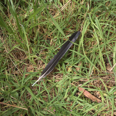 Corvus mellori
