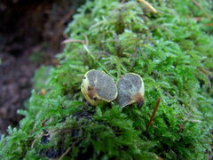 Truncocolumella citrina
