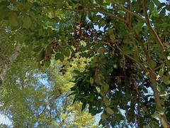 Aristolochia acuminata