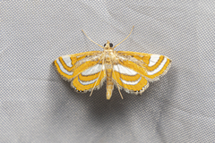 Eristena bifurcalis