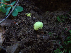 Truncocolumella citrina