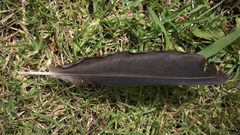 Gymnorhina tibicen