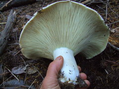Russula brevipes acrior