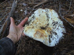 Russula brevipes acrior