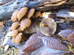 Psathyrella piluliformis