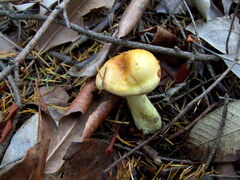 Cortinarius citrinifolius