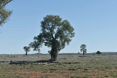 Brachychiton rupestris