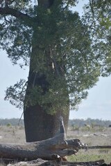 Brachychiton rupestris