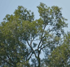 Brachychiton rupestris