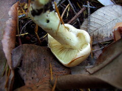 Cortinarius citrinifolius