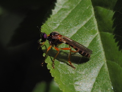 Dioctria