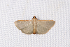 Hypsopygia nonusalis