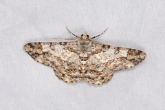 Psilalcis galsworthyi