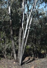 Eucalyptus cambageana