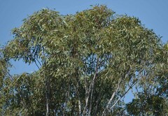 Eucalyptus cambageana