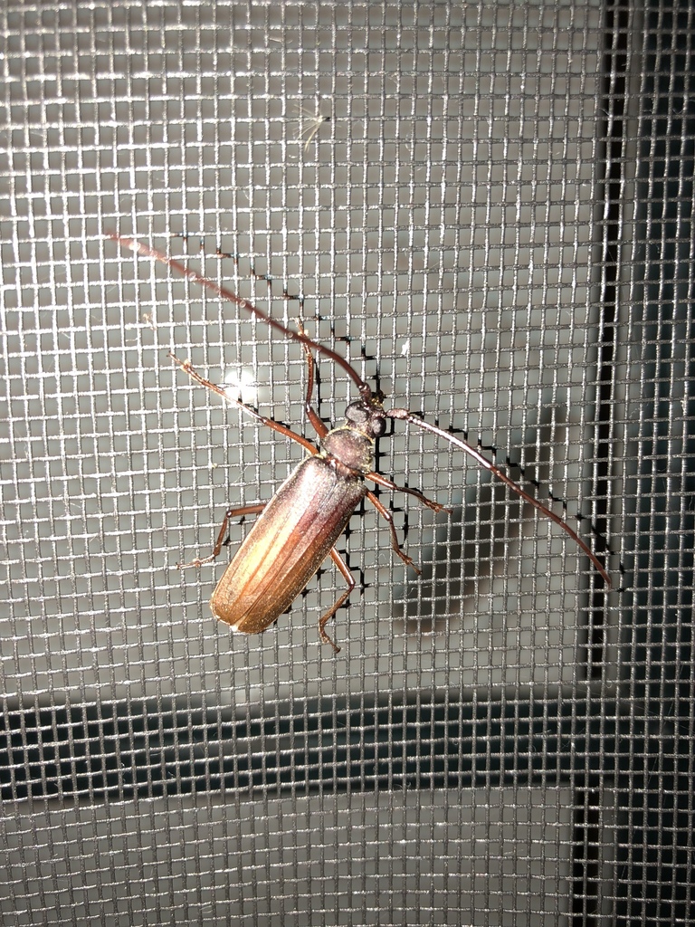 Koa Longhorn Beetle