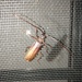 Koa Longhorn Beetle - Photo (c) Thyde, some rights reserved (CC BY-NC), uploaded by Thyde