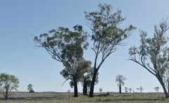 Eucalyptus cambageana