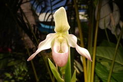 Orchidaceae