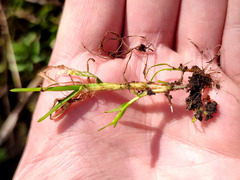 Poa supina