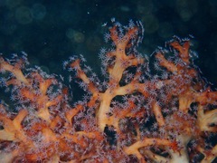 Chironephthya