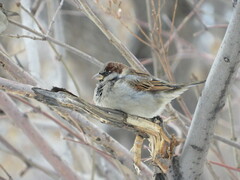 Passer domesticus