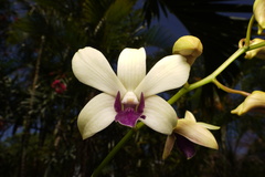 Dendrobium