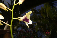 Dendrobium