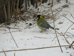 Parus major